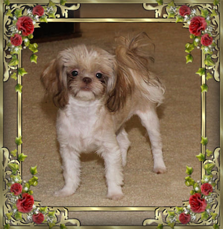 Hope - We have Chinese Imperial Shih Tzu tiny puppies for sale